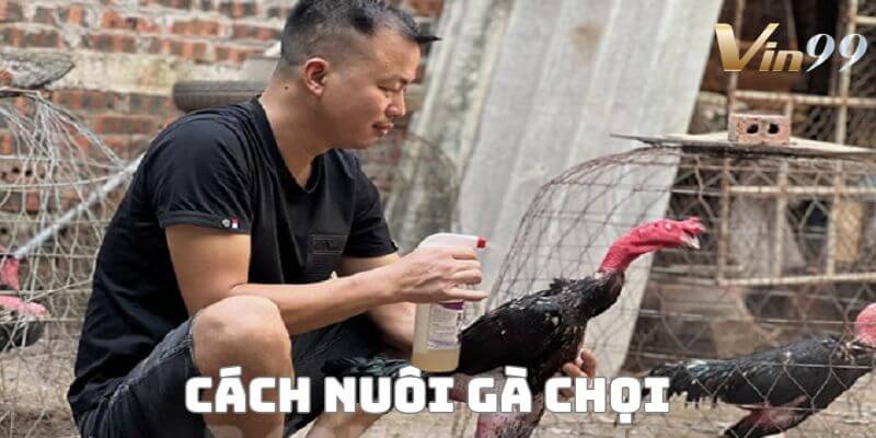 Cách nuôi gà chọi – Bí quyết để chiến kê bất bại tại Vin99