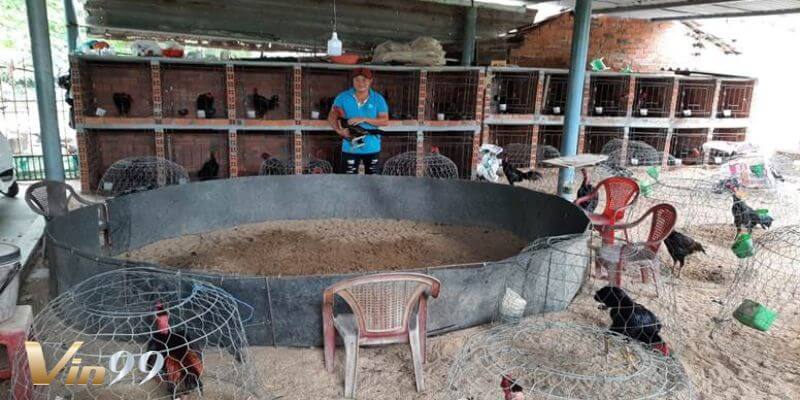 Khám phá cách nuôi gà chọi đẳng cấp của các sư kê Vin99.