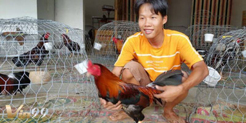 Áp dụng cách nuôi gà chọi hiệu quả để có trận đấu gà đỉnh cao.