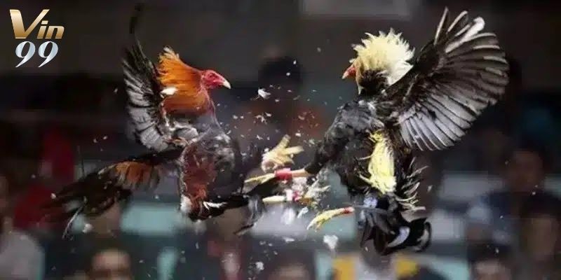 Nắm rõ những quy định cơ bản để tham gia chọi gà thành công.