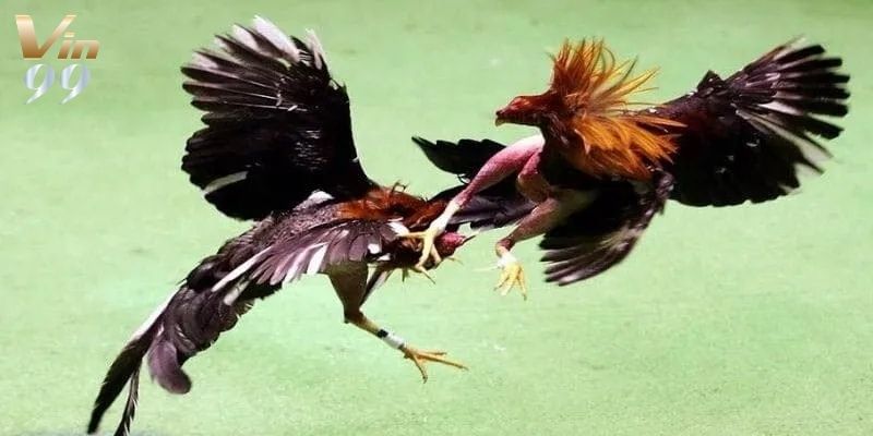 03 bước cơ bản để bạn nhập cuộc chơi chọi gà tại Vin99 nhanh chóng.