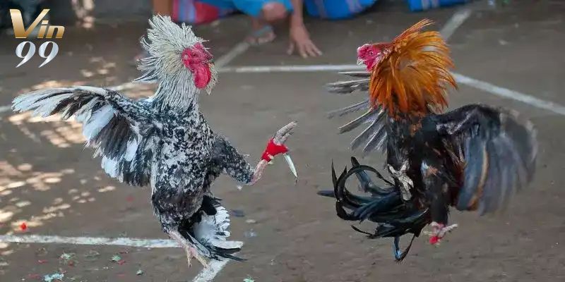 Tuyển tập tuyệt chiêu đá gà luôn thắng cho tân thủ.
