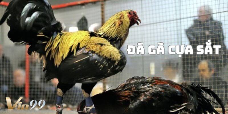 Đá gà cựa sắt – cuộc chiến đỉnh cao giữa các chiến kê