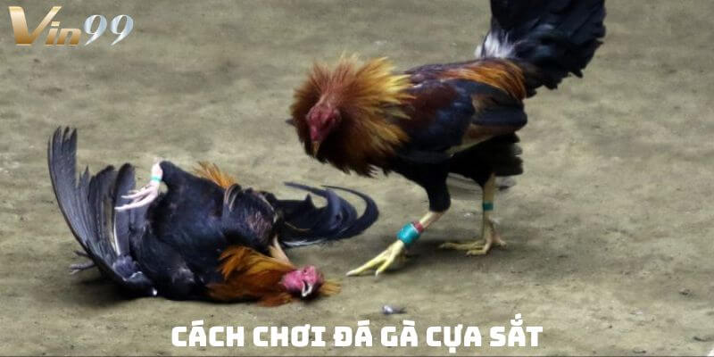 Nắm bắt cách chơi đá gà cựa sắt để rinh quà khủng từ Vin99. 