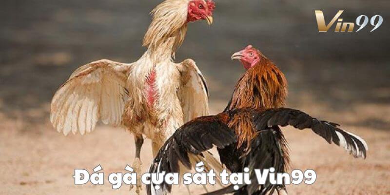 Đá gà cựa sắt Vin99 - bộ môn giải trí hot hit. 