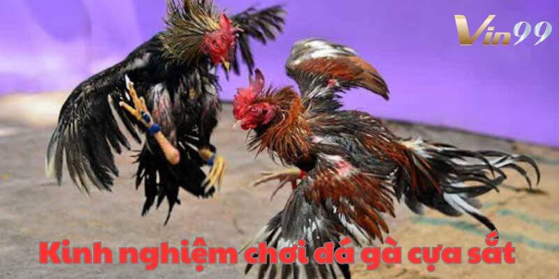 Bật mí mẹo chơi đá gà cựa sắt Vin99 thu lời cực đỉnh. 