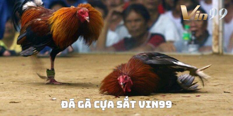 Đá gà cựa sắt tại nhà cái uy tín hàng đầu Vin99. 