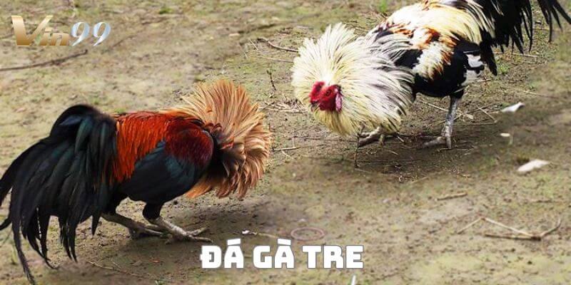 Đá gà tre – đấu trường đỉnh cao với những trận đấu gay cấn