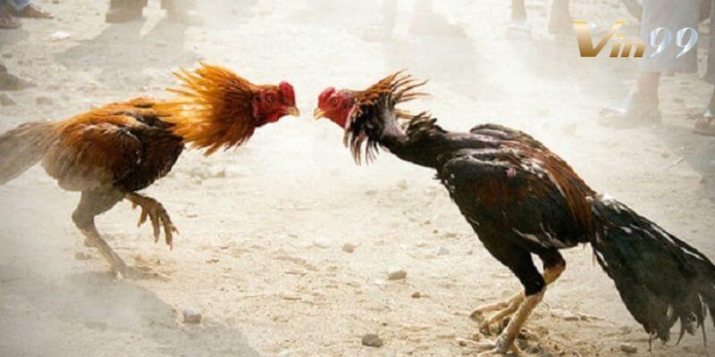 Gay cấn, kịch tính cùng những kèo cược đá gà tre.
