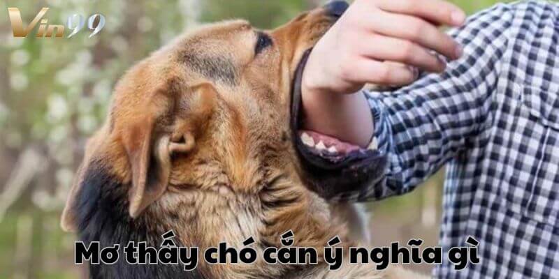 Mơ thấy chó cắn mang nhiều ý nghĩa sâu sắc.