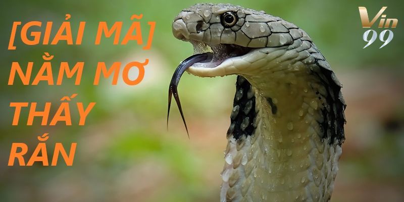 Mơ thấy rắn cắn báo điềm gì? Luận giải để chốt con số đẹp